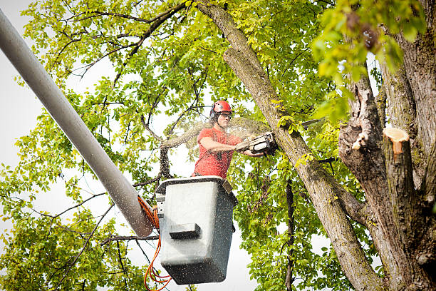 Best Storm Damage Tree Cleanup  in Linwood, PA