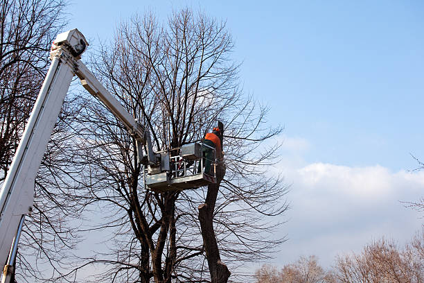 Best Root Management and Removal  in Linwood, PA